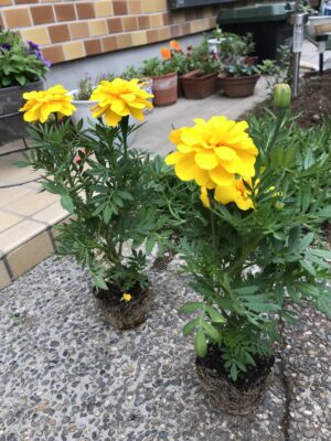 お花たちの進捗13