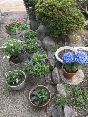 お花たちの進捗16