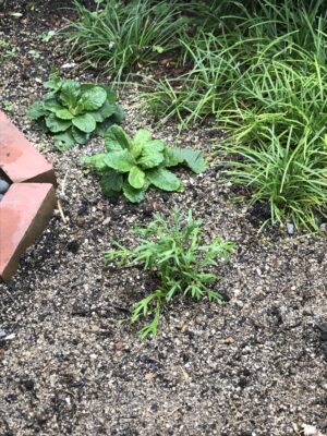 お花たちの進捗17　マーガレットホワイトモカ植付け