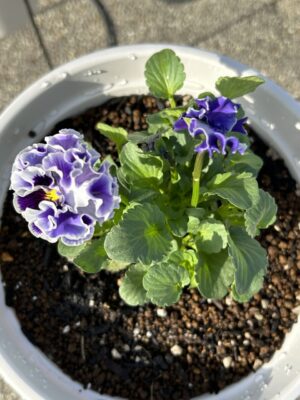 2025年12月になってしまった！2025.12.01