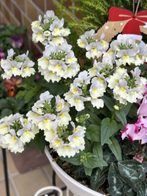 2025年12月クリスマス・お正月用のお花達