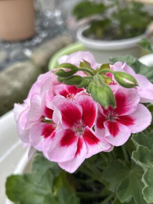 暖かい(暑い?)春を前に準備を2026.02.27