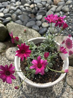 3月のお花達2026.03.06-08