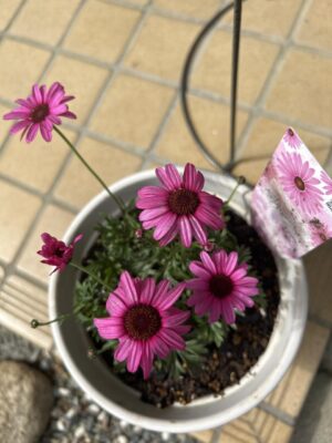 3月のお花達2026.03.06-08